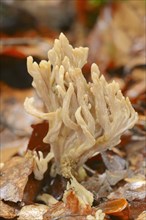 Wrinkled coral or wrinkled club mushroom (Clavulina rugosa), North Rhine-Westphalia, Germany,
