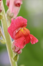 Large snapdragon or garden common snapdragon (Antirrhinum majus), flower, ornamental plant, North