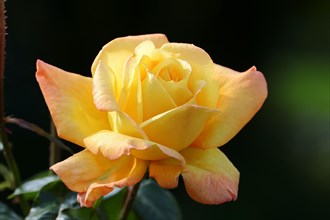Garden rose or rose (Rosa hybrida), flower, ornamental plant, North Rhine-Westphalia, Germany,