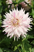 Dahlia 'Micks Peppermint' (Dahlia Hybride), flower, ornamental plant, North Rhine-Westphalia,
