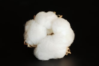 Cotton plant or cotton (Gossypium herbaceum), fruit