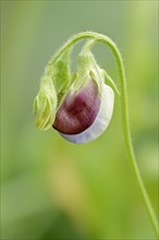 Sweet pea (Lathyrus odoratus), flower, ornamental plant, North Rhine-Westphalia, Germany, Europe
