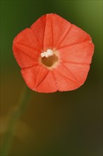 Scarlet bindweed or red star bindweed (Ipomoea coccinea, Convolvulus coccineus), flower, native to