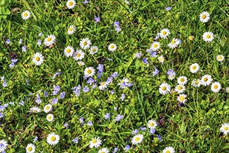 Meadow with slender speedwell (Veronica filiformis) and daisies (Bellis perennis), Allgaeu, Swabia,