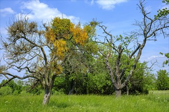 Group of trees with mistletoe near Malschendorf on the Schoenfelder Hochland near Dresden, Saxony,