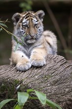 Relaxed tiger young resting on a tree trunk surrounded by leaves, Siberian tiger, Amur tiger,