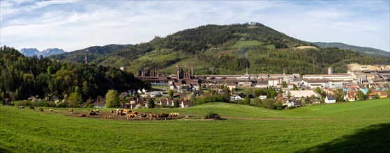 Cows grazing in front of the Donawitz steelworks of voestalpine AG, panoramic view, Donawitz