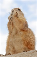 Black-tailed prairie dog (Cynomys ludovicianus), foraging, captive, occurring in North America