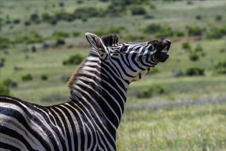 Plains zebra (Equus quagga), Funny Zebra, Addo Elephant National Park, Eastern Cape, South Africa,