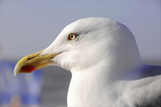 European herring gull (Larus argentatus), Very close and detailed image of the head of a gull next