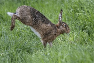 European hare (Lepus europaeus), Emsland, Lower Saxony, Germany, Europe