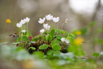 Common wood sorrel (Oxalis acetosella), many flowers with light reflection in the background,