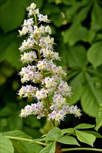 Horse chestnut (Aesculus), branch with white inflorescence, spring, North Rhine-Westphalia,