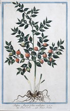 Rufus Myrti-folius aculeatus, hand-coloured botanical engraving from Hortus Romanus by Giorgio