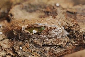 Sallow kitten moth (Furcula furcula), caterpillar building cocoon, North Rhine-Westphalia, Germany,