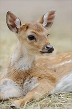 Chital (Axis axis), juvenile, captive, occurring in Asia