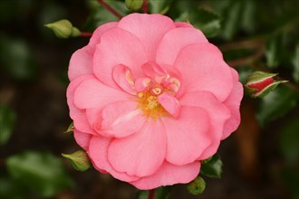 Garden rose or rose 'Medley Pink' (Rosa hybrida), flower, ornamental plant, North Rhine-Westphalia,