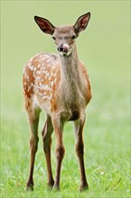 Red deer (Cervus elaphus), young animal, North Rhine-Westphalia, Germany, Europe