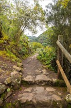 A path through a forest with a wooden fence on the right side. The path is made of rocks and has a