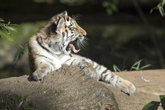 A tired tiger young yawns while resting on a tree trunk, Siberian tiger, Amur tiger, (Phantera