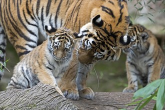 Two tiger cubs playing while an adult watches them, Siberian tiger, Amur tiger, (Phantera tigris