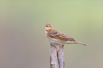 Tree pipit (Anthus trivialis) adult, sits singing on dry spruce, Wildlife, Animals, Birds,