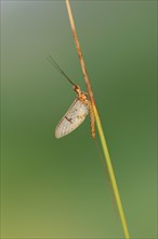 Mayfly (Ephemera glaucops), male, North Rhine-Westphalia, Germany, Europe