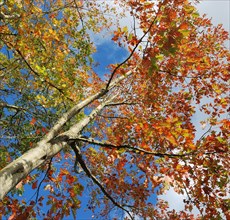 Looking up at a birch tree with red autumn leaves against a clear blue sky