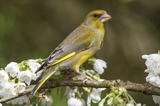 A male greenfinch (Carduelis cloris) standing on a branch with white flowers, Baden-Wuerttemberg,