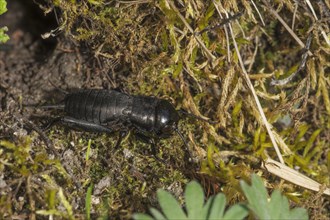 Larva of a male field cricket (Gryllus campestris) sunbathing in front of its tube surrounded by
