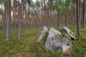 Boulders, stones, forest, Isojaervi National Park, Finland, Europe