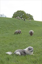 Herd guard dog guarding sheep, shepherd dog, Elbe dyke near Bleckede, Lower Saxony, Germany, Europe