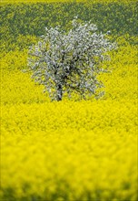 Flowering apple tree in a rape field, field with rape (Brassica napus), Cremlingen, Lower Saxony,