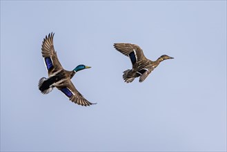 Pair of Mallard, Anas platyrhynchos, birds in flight over spring lake