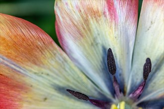 Detail of the stamen of a tulip in a garden. Bas Rhin, Alsace, France, Europe