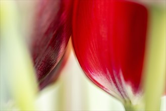 Red tulips (Tulipa), Stuttgart, Baden-Wuerttemberg, Germany, Europe