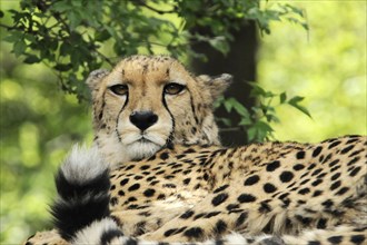 Cheetah (Acinonyx jubatus), in the zoo, Bavaria, captive, portrait of a cheetah resting in the