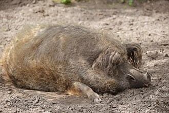 Woolly pig or Mangalica pig (Sus scrofa domesticus), Lower Saxony, Germany, Europe