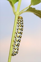 Brown-root monk (Shargacucullia scrophulariae), caterpillar, North Rhine-Westphalia, Germany,