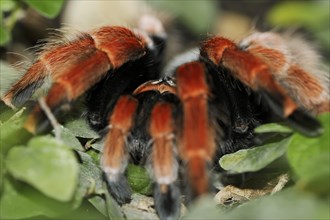 Mexican red-legged tarantula or orange-legged tarantula (Brachypelma boehmei), captive, occurrence