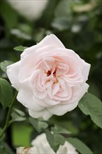 Garden rose or rose 'Graciosa' (Rosa hybrida), flower, ornamental plant, North Rhine-Westphalia,