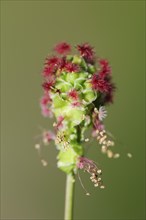 Salad burnet (Sanguisorba minor), inflorescence, North Rhine-Westphalia, Germany, Europe