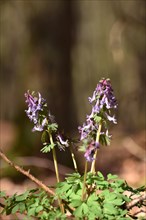 Fingered larkspur in early spring in the forest of the Hunsrueck-Hochwald National Park,