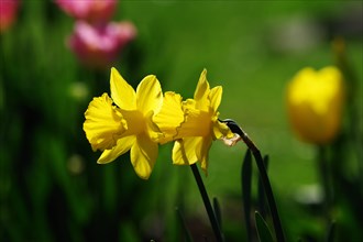 Daffodil (Narcissus), flower, yellow, backlight, Two flowers of the daffodil are illuminated by the