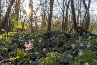 Pink wood anemone or sylvie (Anemone nemorosa) in the forest in spring. Bas-Rhin, Alsace, Grand