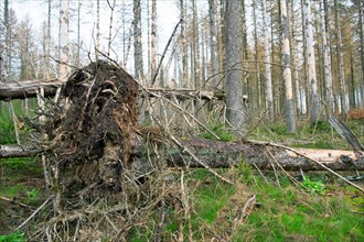 Deadwood structure in coniferous forest plantation with bark beetle infestation, root plates and