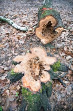 Deadwood structure hollow tree in deciduous forest, freshly felled hollow birch lying in the