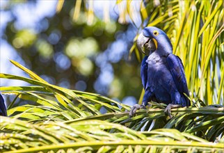Hyacinth Macaw (Anodorhynchus hyacinthinus) Pantanal Brazil