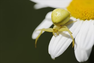 Goldenrod crab spider (Misumena vatia), female on the flower of a daisy (Leucanthemum vulgare,