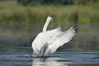 Mute Swan (Cygnus olor), flapping wings, North Rhine-Westphalia, Germany, Europe